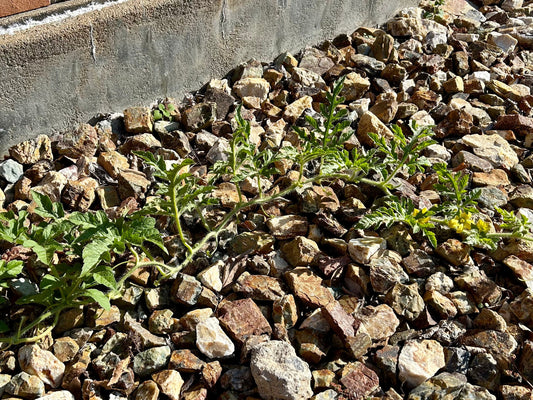 「かわらまちの日」！