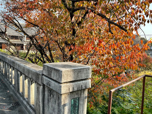 色づいていた道